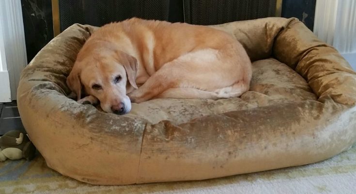 Dog Bed Black Friday 2022 Deals