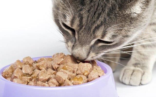 Cat Food Black Friday Deals 2022