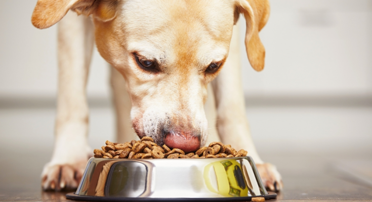 Dog Food Black Friday Deals 2022