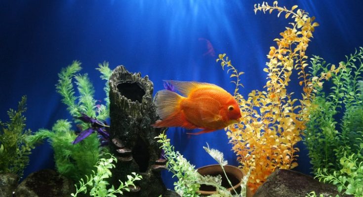 Aquarium Black Friday Sales 2022